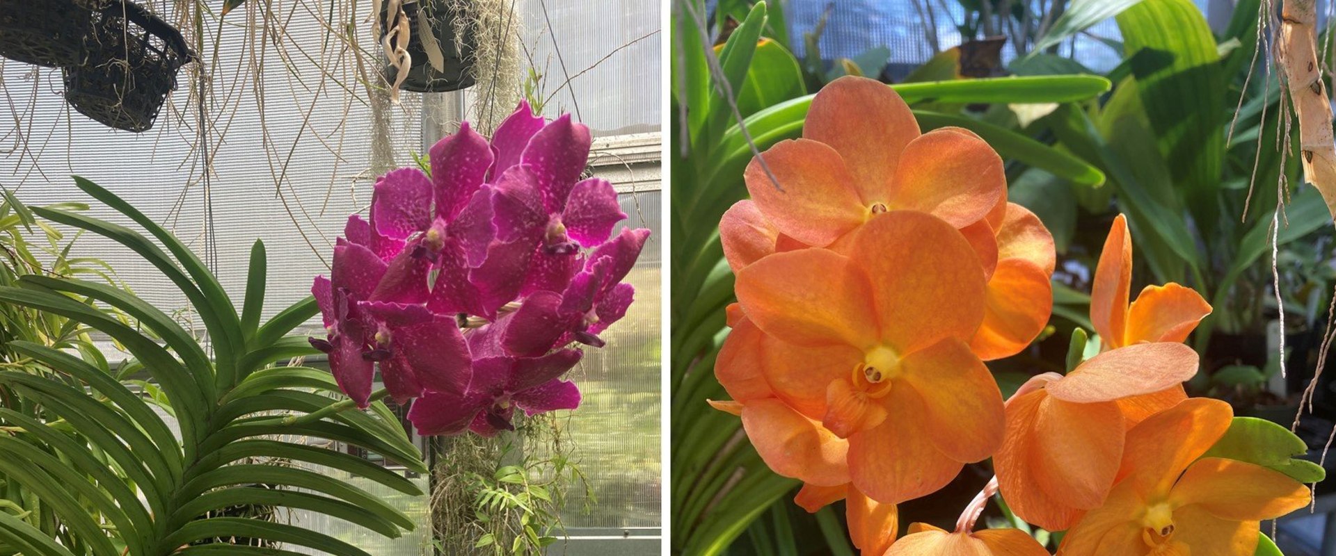 How Landscape Maintenance Supports Thriving Orchid Gardening In Portland