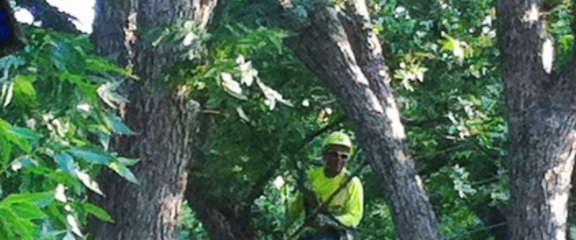 Expert Orchid Gardening and Tree Care in Portland, OR