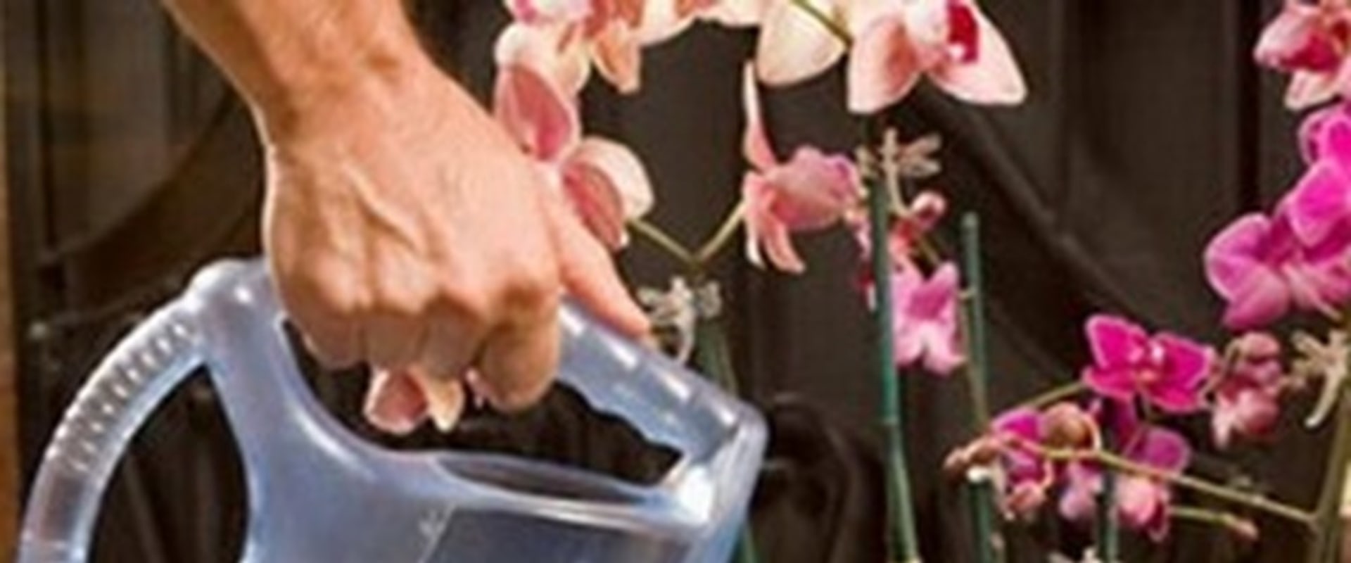 Orchid Gardening Made Easy: How A Windermere Irrigation Contractor Can Help