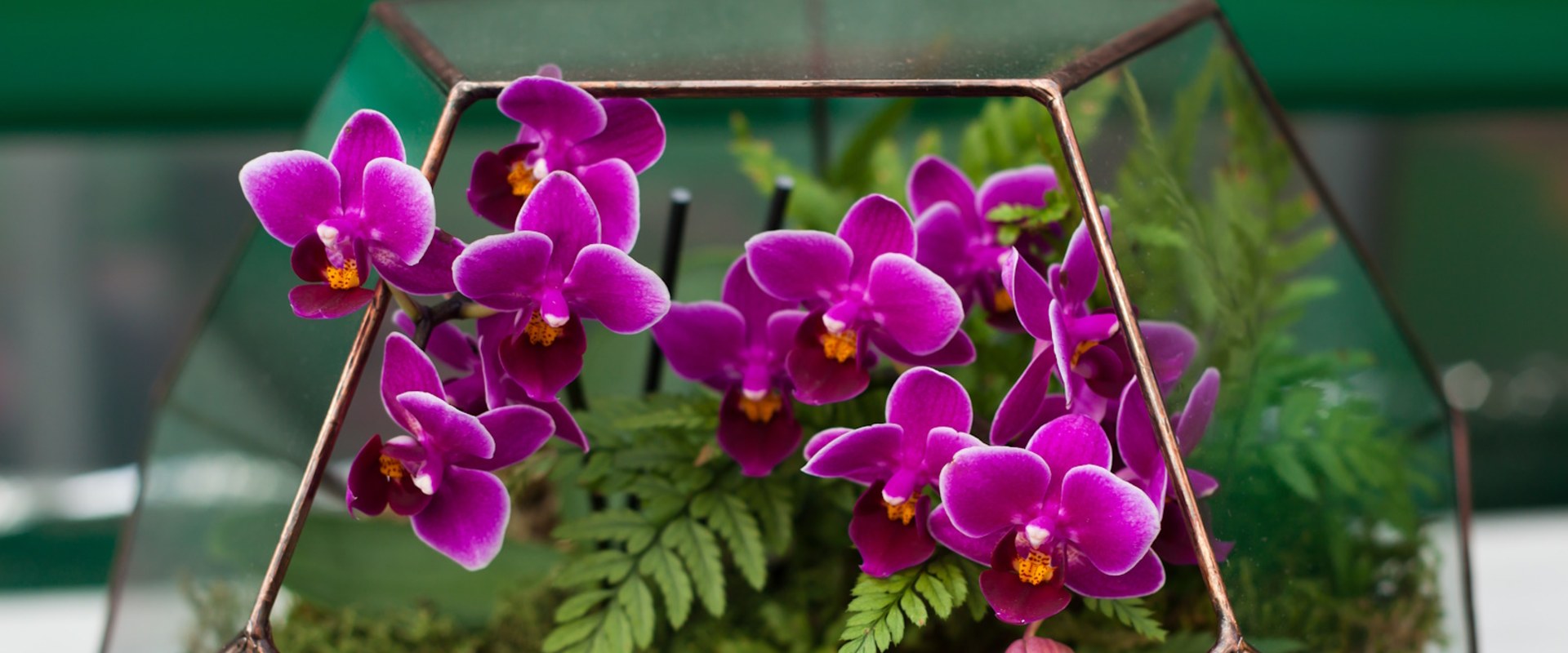 Creating the Perfect Environment for Orchid Gardening