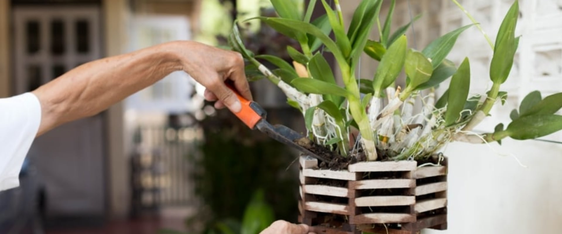 Seasonal Orchid Gardening Tips Backed by Quality Equipment Solutions