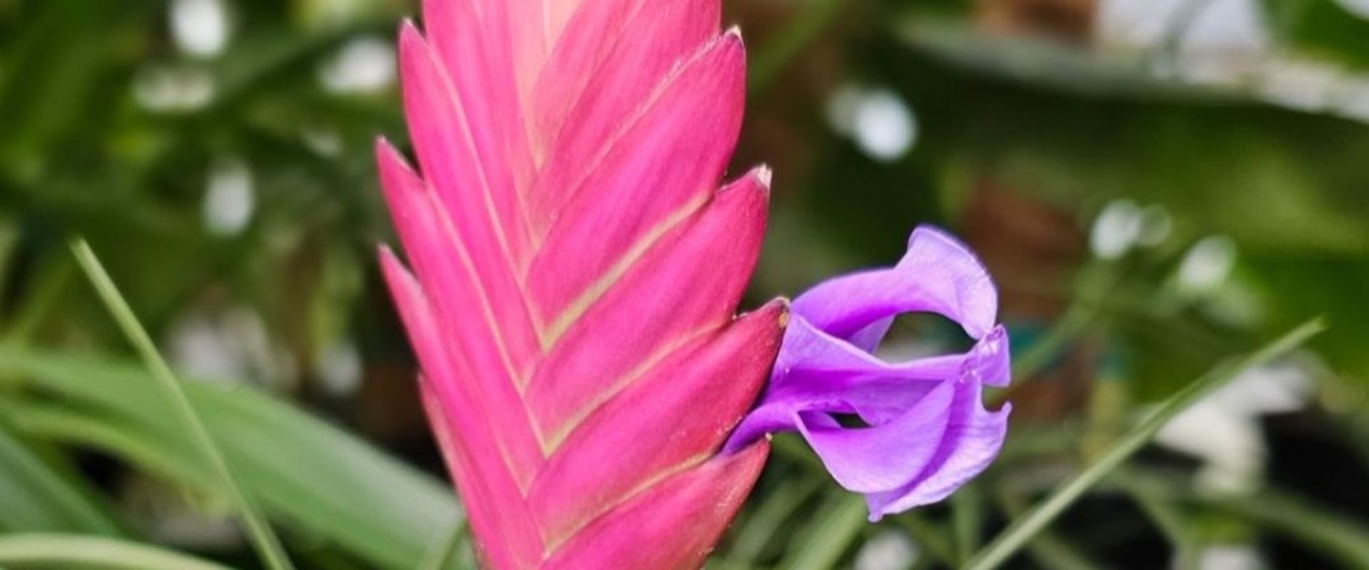 How Accent Lighting Enhances Orchid Gardening In Austin, Texas