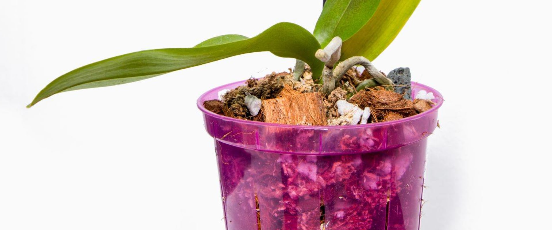 The Best Fertilizers for Your Orchids