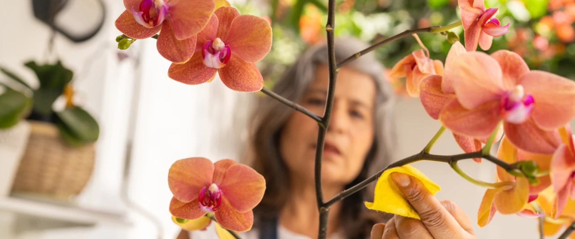 Beyond the Bloom: Appreciating the Year-Round Beauty of Orchid Care