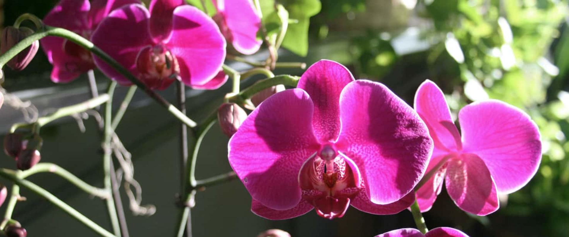 What Orchid Gardening Enthusiasts Gain From Tree Maintenance In Leander, TX