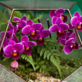 Creating the Perfect Environment for Orchid Gardening