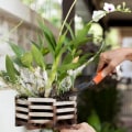 Seasonal Orchid Gardening Tips Backed by Quality Equipment Solutions