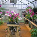 Orchid Gardening for Small Spaces with Smart Equipment Planning