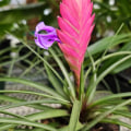 How Accent Lighting Enhances Orchid Gardening In Austin, Texas