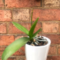 Achieving Orchid Success In North Andover: Tree Maintenance Strategies For Growth