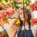 Beyond the Bloom: Appreciating the Year-Round Beauty of Orchid Care