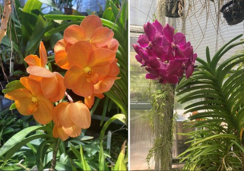 How Landscape Maintenance Supports Thriving Orchid Gardening In Portland