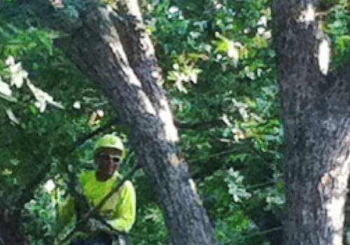 Expert Orchid Gardening and Tree Care in Portland, OR