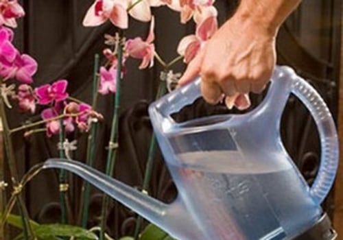 Orchid Gardening Made Easy: How A Windermere Irrigation Contractor Can Help