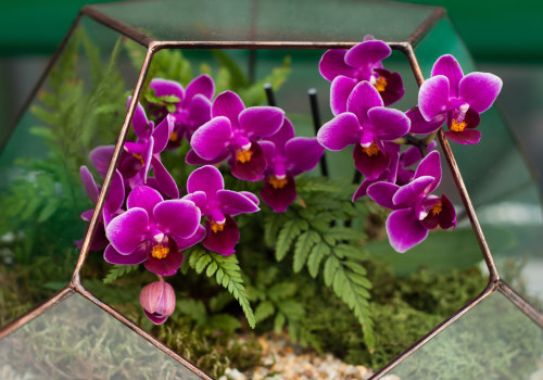 Creating the Perfect Environment for Orchid Gardening