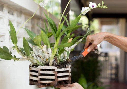 Seasonal Orchid Gardening Tips Backed by Quality Equipment Solutions