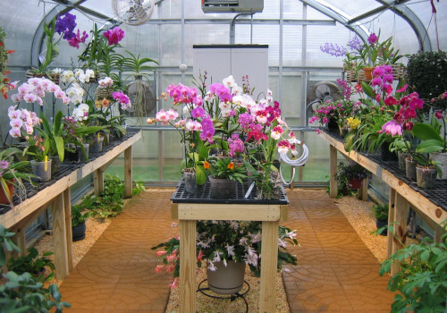 Orchid Gardening for Small Spaces with Smart Equipment Planning