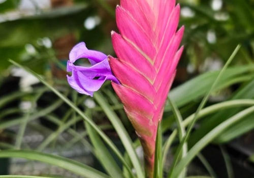 How Accent Lighting Enhances Orchid Gardening In Austin, Texas