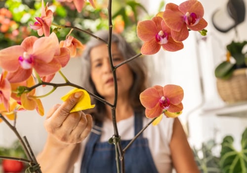 Beyond the Bloom: Appreciating the Year-Round Beauty of Orchid Care