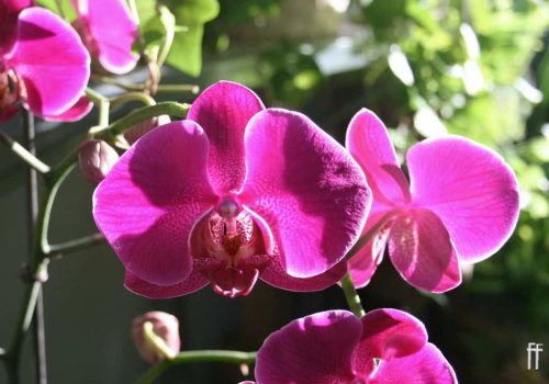 What Orchid Gardening Enthusiasts Gain From Tree Maintenance In Leander, TX